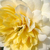 Galben - Trandafir pentru straturi Floribunda - Nadine Xella-Ricci